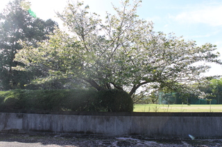 桜（葉桜が目立ってきています）