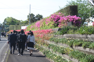 ツツジを横に