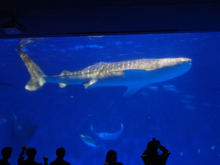 かごしま水族館